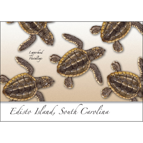Loggerhead Hatchlings