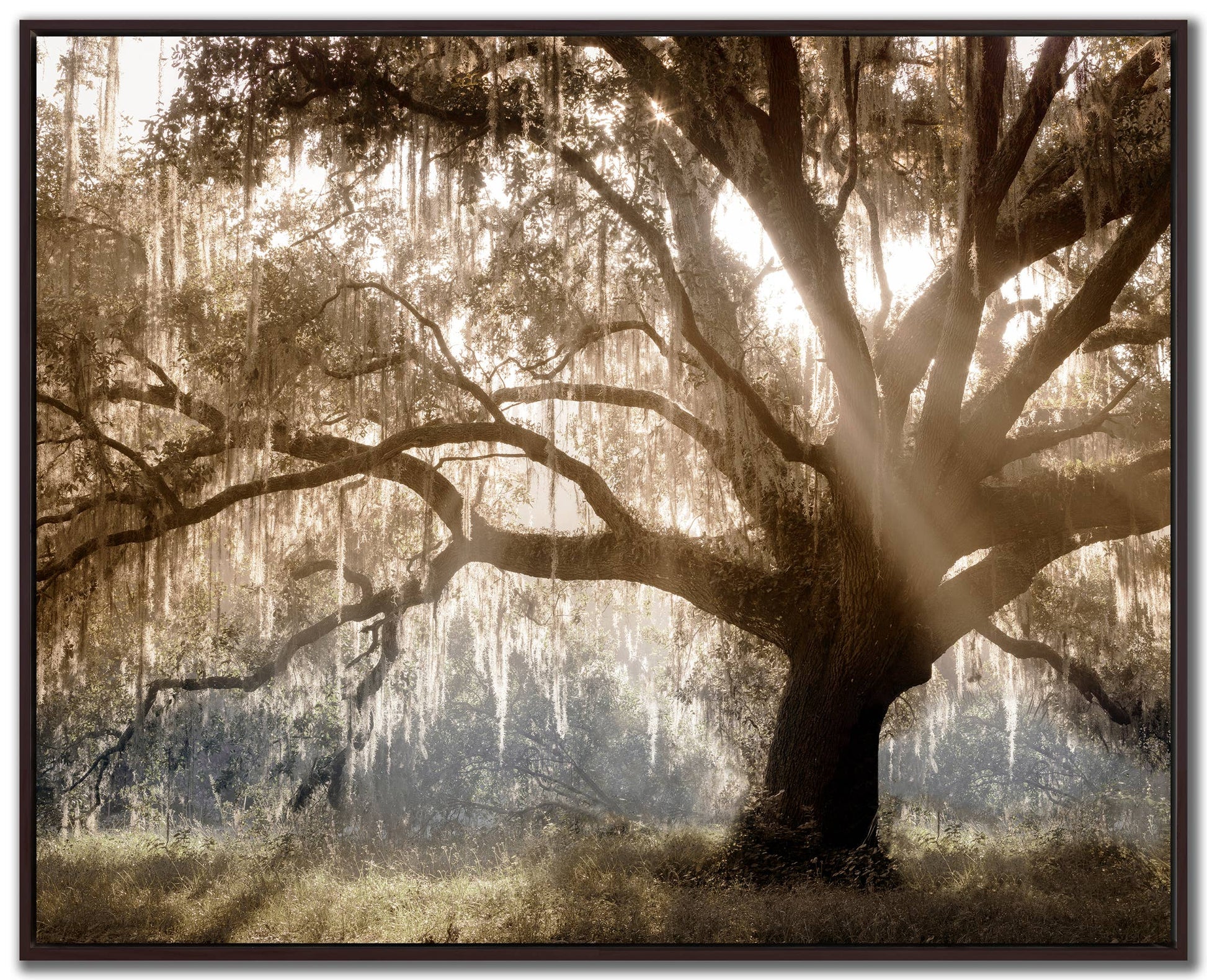Virginia Oak Canvas Wall Art