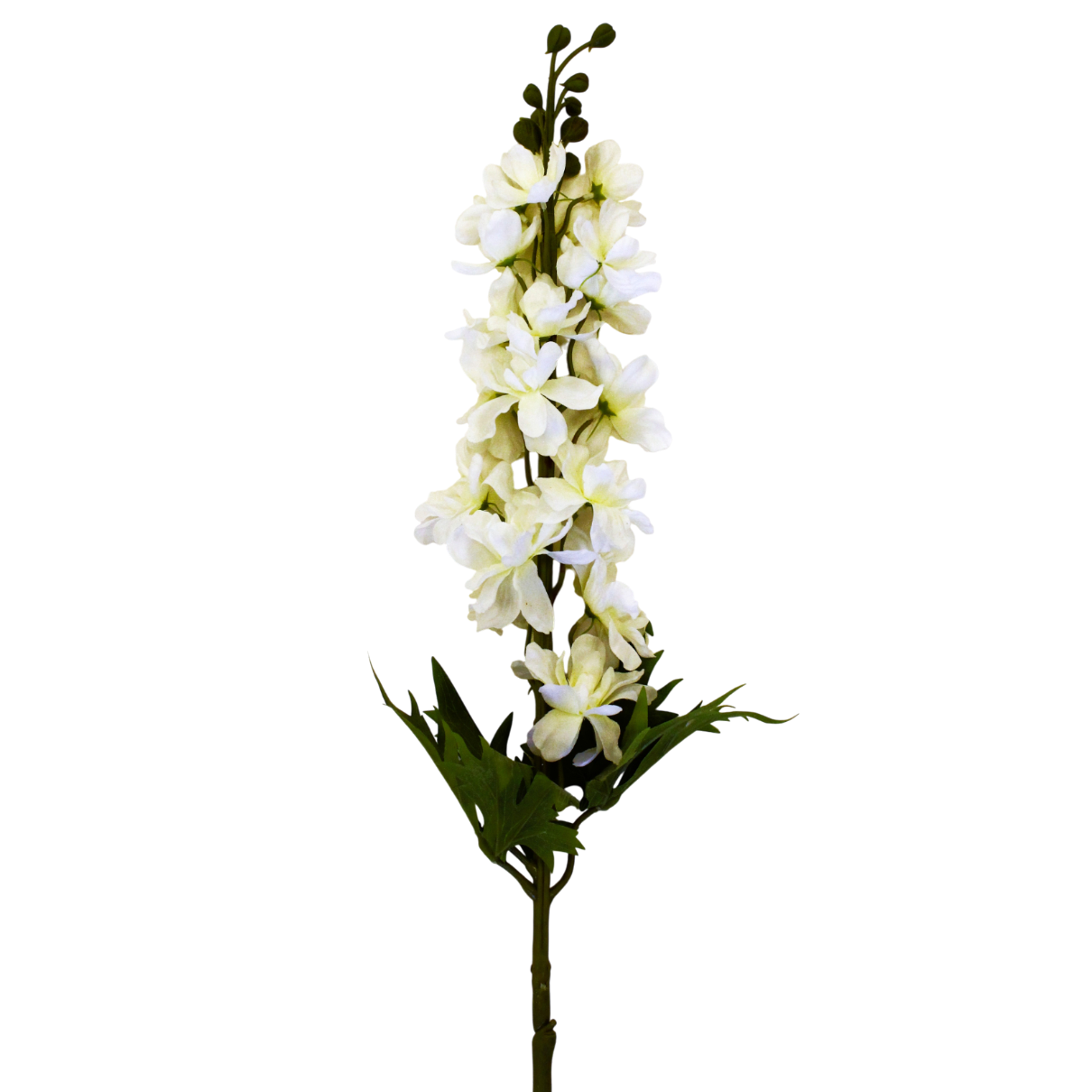 FS157 Delphinium 33" PK 12