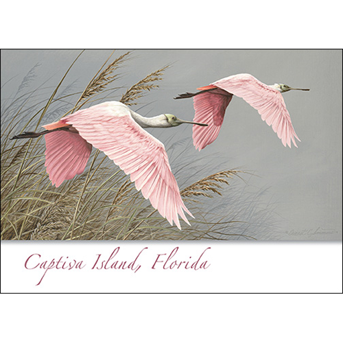 Roseate Spoonbill