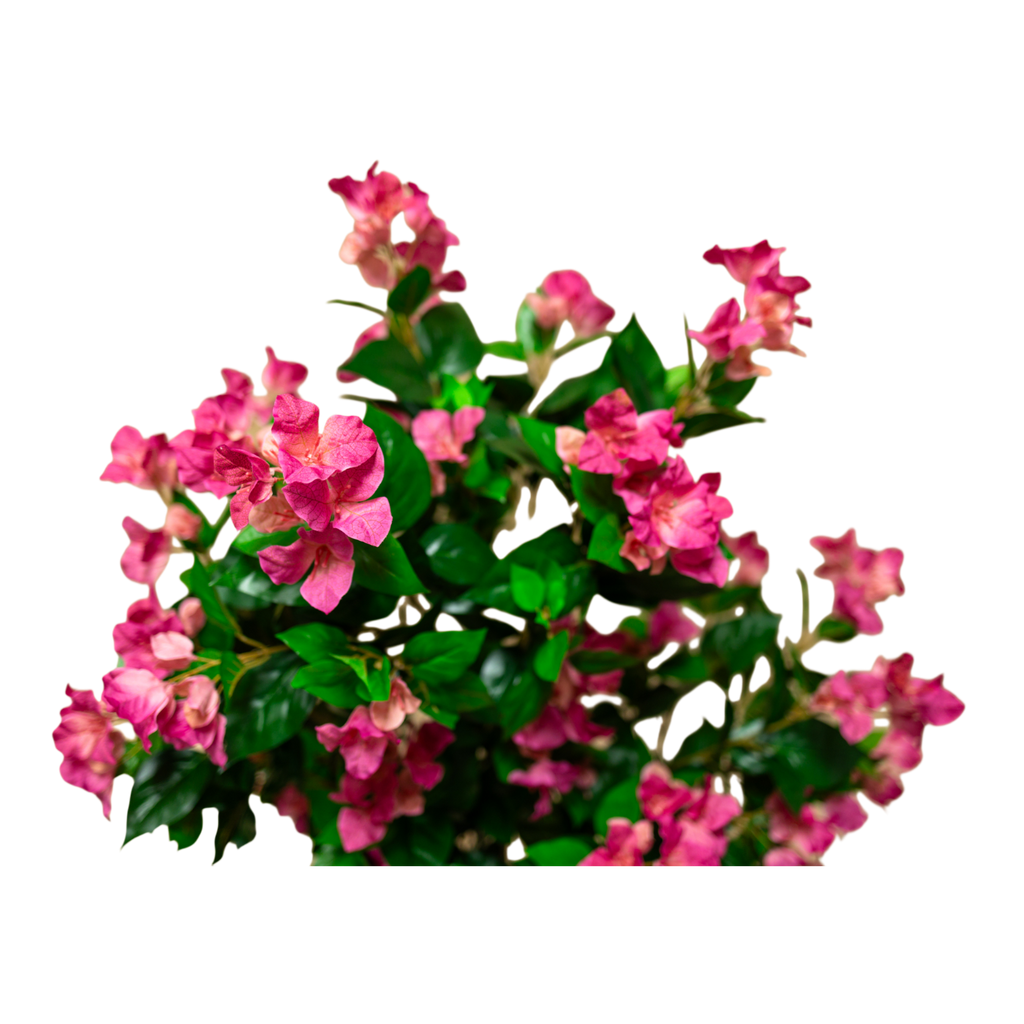 PTT131 Bougainvillea 4.1'H PK 1