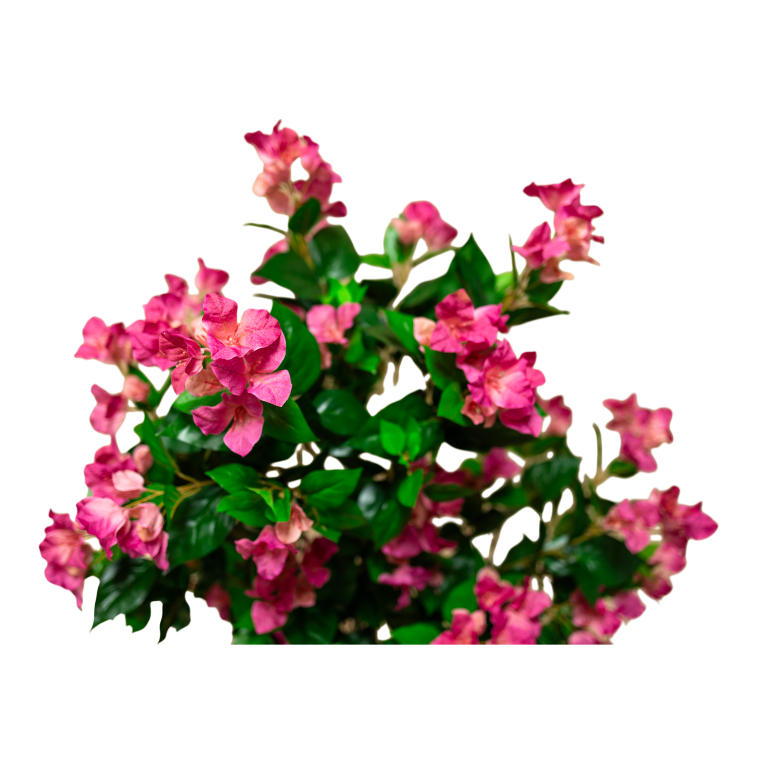 PTT131 Bougainvillea 4.1'H PK 1