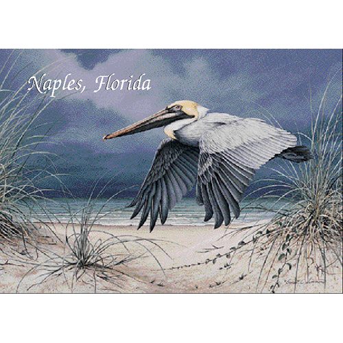 Racing Storm Brown Pelican