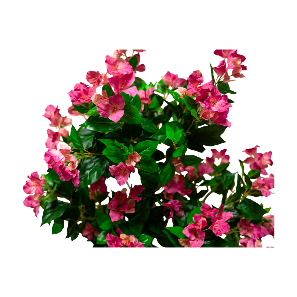 PTT131 Bougainvillea 4.1'H PK 1