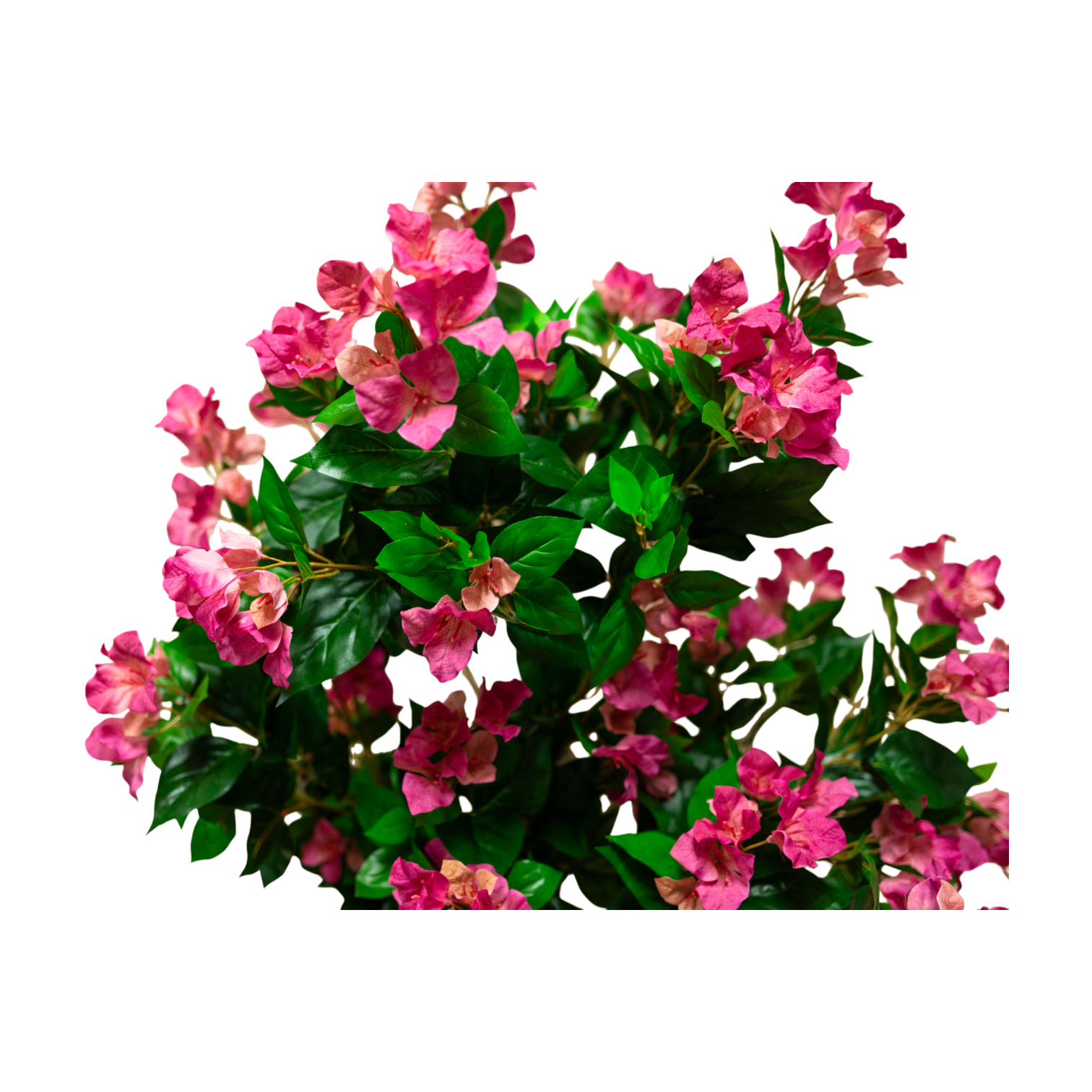 PTT131 Bougainvillea 4.1'H PK 1