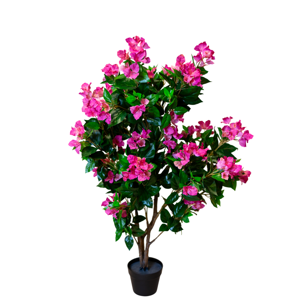 PTT131 Bougainvillea 4.1'H PK 1