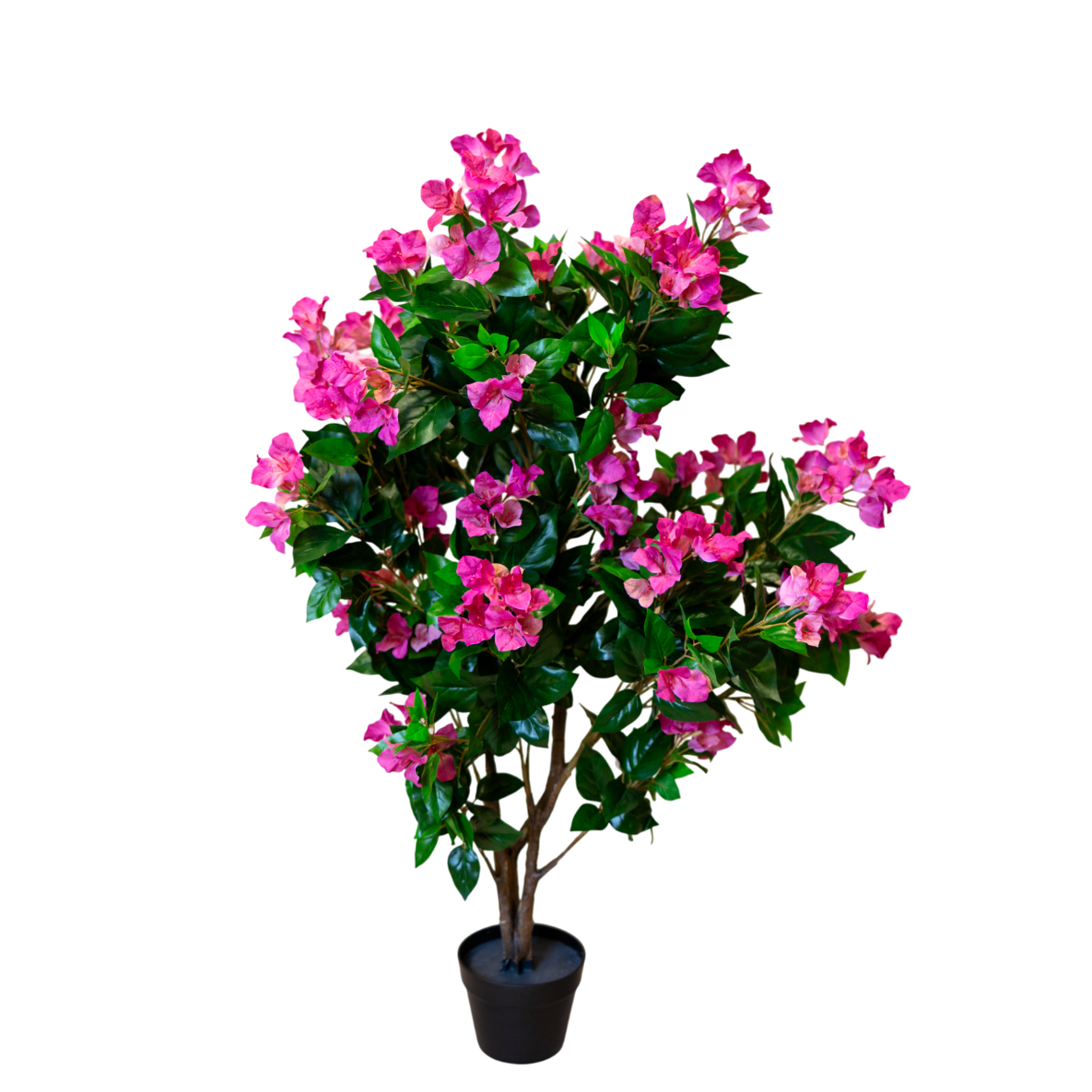 PTT131 Bougainvillea 4.1'H PK 1