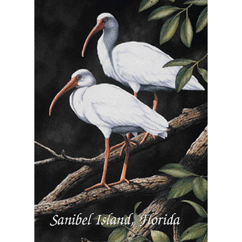 White Ibis Everyday Greeting Card